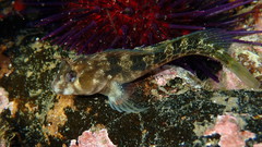 Tasmanian Blenny photo 2
