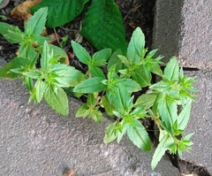 Veronica argute-serrata