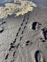 Malaclemys terrapin pileata