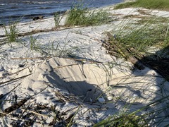 Malaclemys terrapin pileata