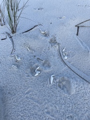 Malaclemys terrapin pileata