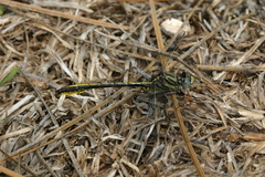 Phanogomphus cavillaris
