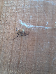 Latrodectus geometricus