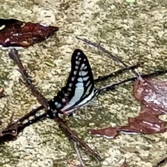 Graphium evemon eventus
