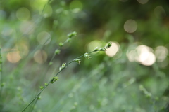 Carex muricata pairae