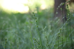 Carex muricata pairae