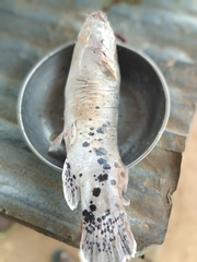 Malapterurus electricus