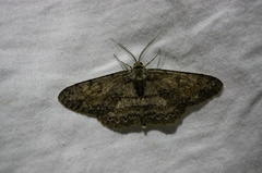 Hypomecis punctinalis