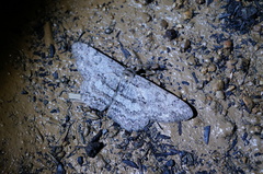 Hypomecis punctinalis