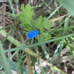 Hoplia coerulea