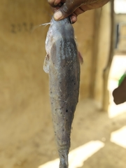 Malapterurus electricus