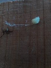 Latrodectus geometricus