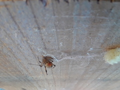 Latrodectus geometricus