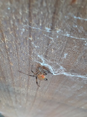 Latrodectus geometricus