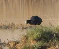 Fulica atra