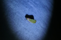Earias pudicana