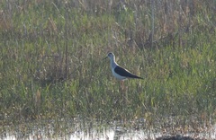 Himantopus himantopus