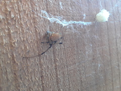 Latrodectus geometricus