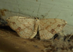 Scopula pulchellata agg