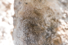 Megabunus diadema
