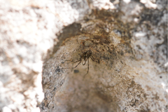 Megabunus diadema