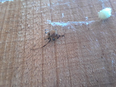 Latrodectus geometricus