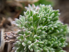Artemisia kawakamii