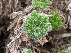 Artemisia kawakamii
