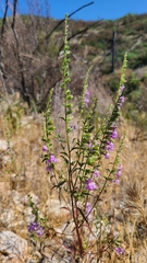 Sairocarpus vexillocalyculatus vexillocalyculatus