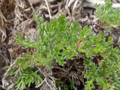 Artemisia kawakamii