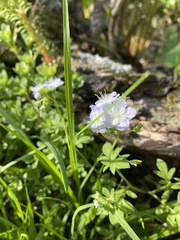 Phacelia dubia