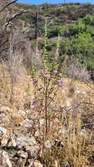 Sairocarpus vexillocalyculatus vexillocalyculatus