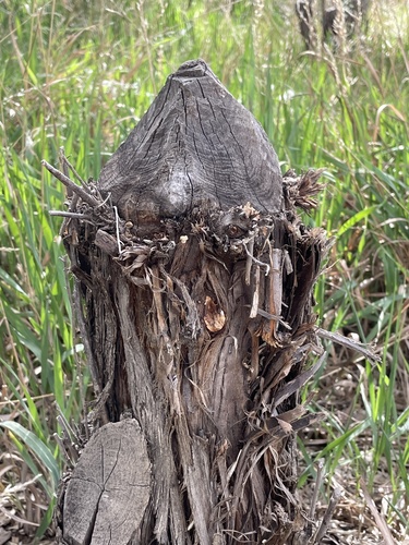 American Beaver photographed in New Mexico