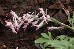 Corydalis schanginii