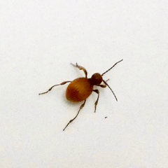 Niptus hololeucus