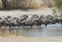 Connochaetes taurinus