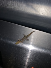 Sphaerodactylus grandisquamis