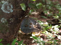 Dasyophthalma creusa