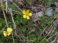 Ranunculus formosa-montanus