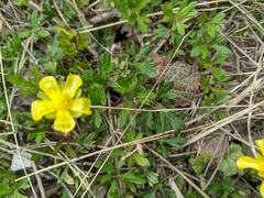Ranunculus formosa-montanus