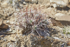 Oxytropis tragacanthoides