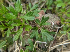 Ranunculus formosa-montanus