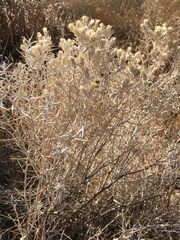 Tetradymia stenolepis