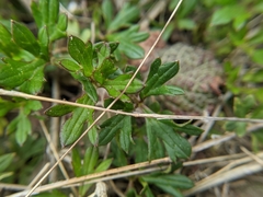Ranunculus formosa-montanus