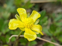 Ranunculus formosa-montanus
