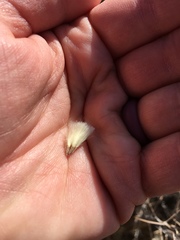 Tetradymia stenolepis
