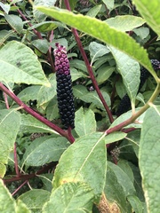 Phytolacca polyandra