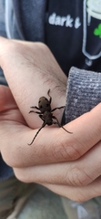Herophila tristis