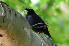 Acridotheres cristatellus