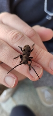 Herophila tristis